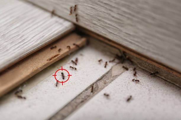 Professional Pest Control in Memphis, TX
