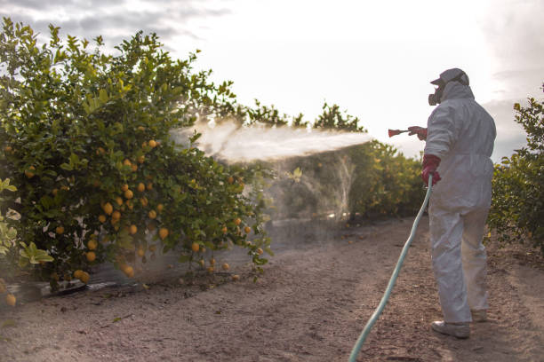 Best Pest Control Near Me in Memphis, TX